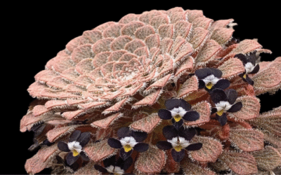 Lanzamiento Guía de Campo